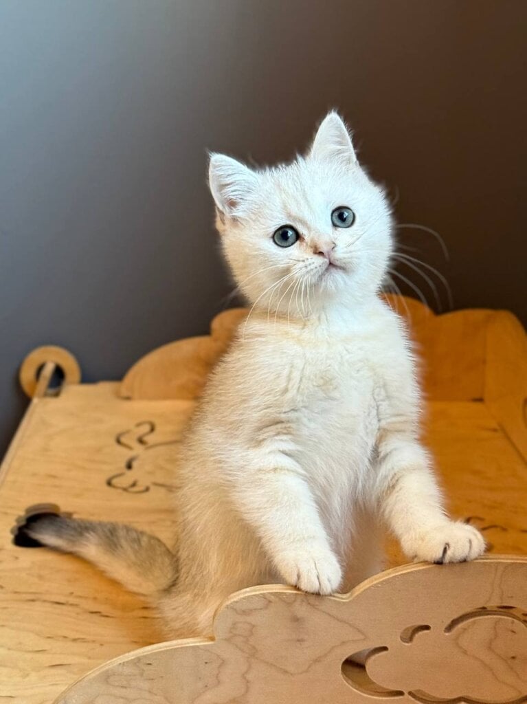 Son Scottish Straight Male (Available) $2400