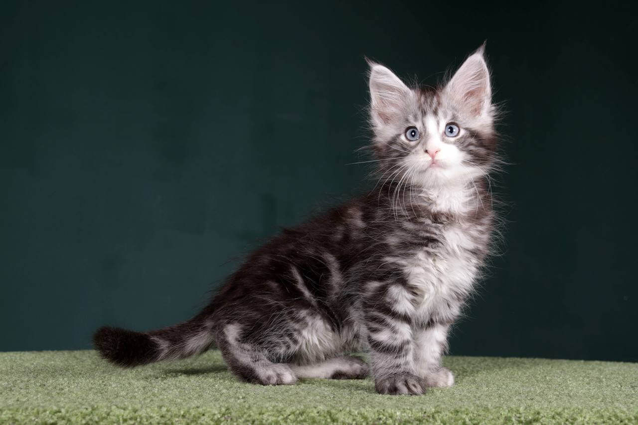 Hermess Maine Coon  Male (Available) $4450