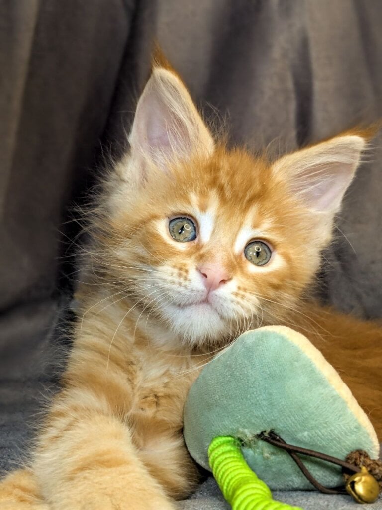 Queeness Maine Coon  Female (Available) $2950