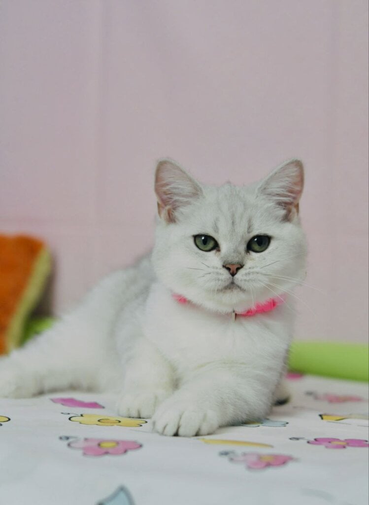 Emily British Shorthair  Female (Available) $2700