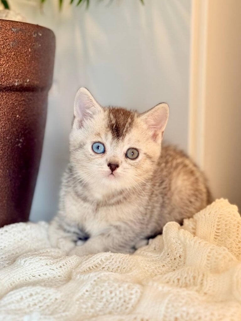 Bonik British Shorthair  Male (Available) $2700