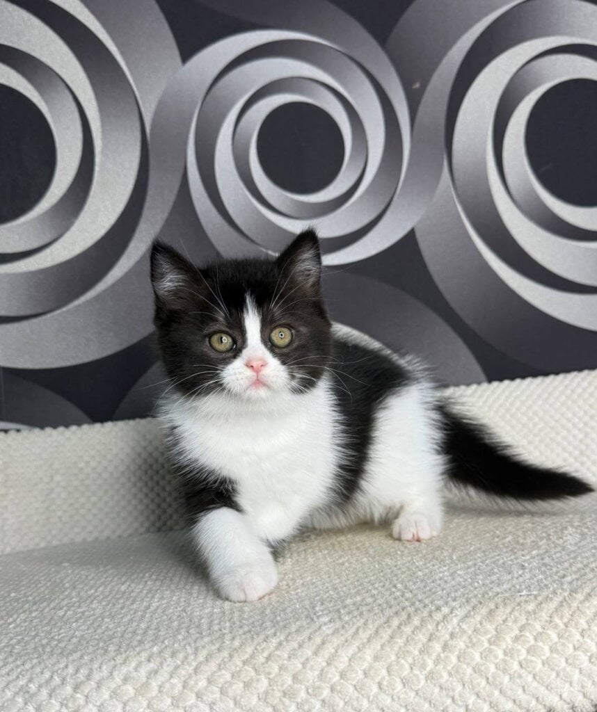 Laura British Shorthair  Female (Available) $2500
