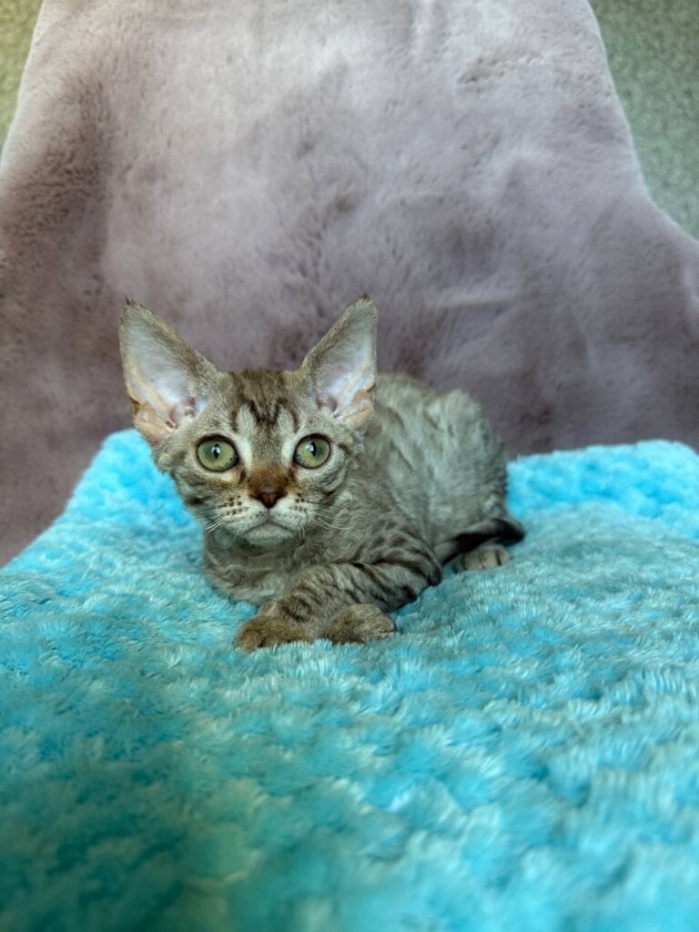 Rory Devon Rex Male (Available) $3200