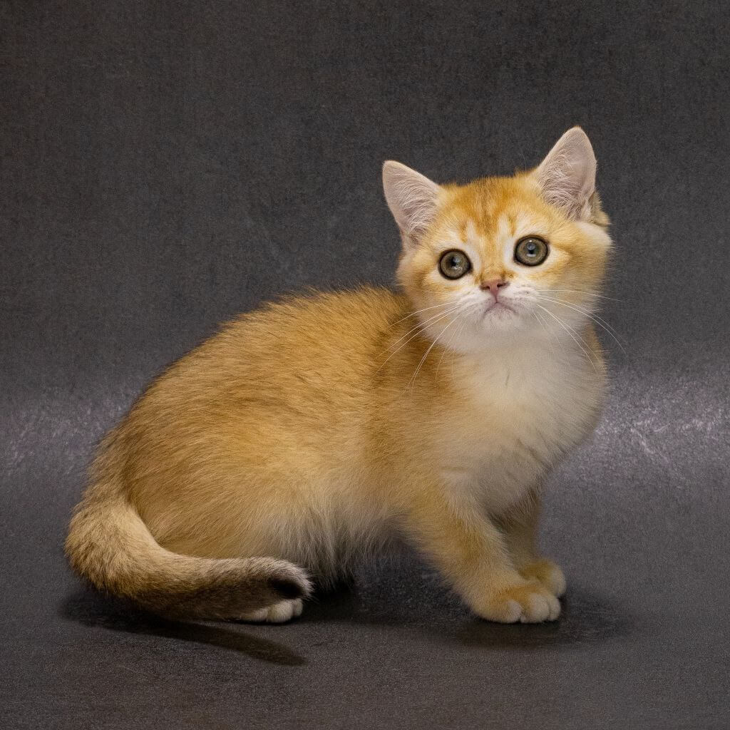 Еlliot British Shorthair  Male (Available) $2700