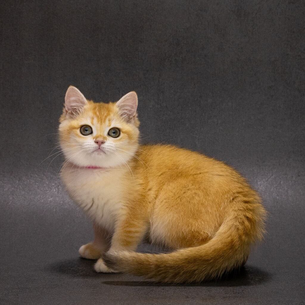 Emily British Shorthair  Female (Available) $2700