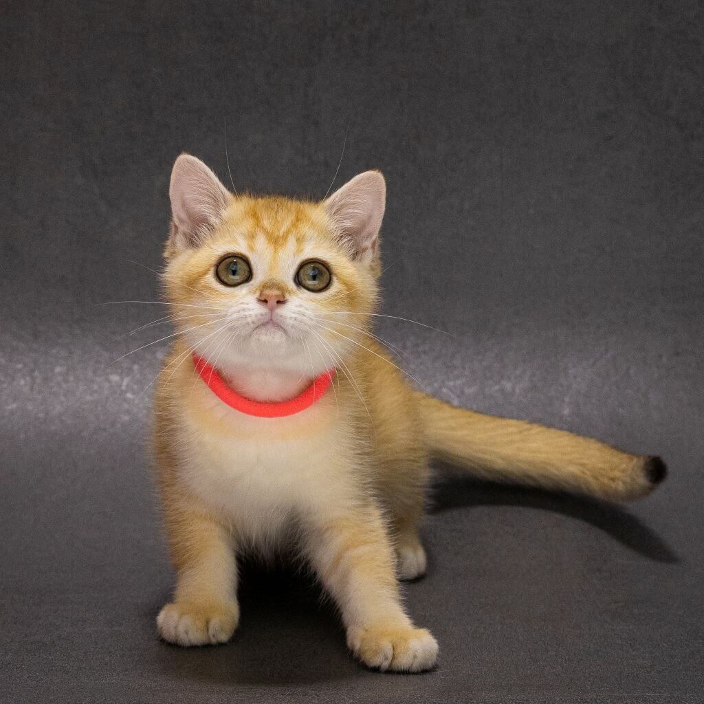 Еmma British Shorthair Female (Available) $2700