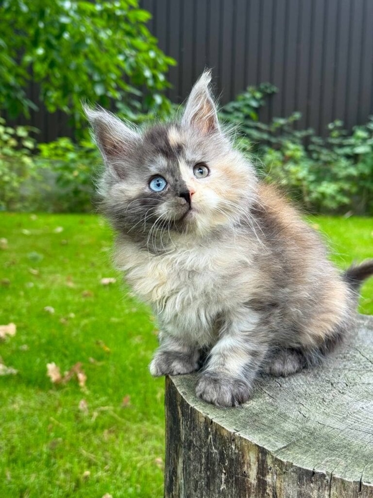 Aygul Maine Coon  Female (Available) $4750