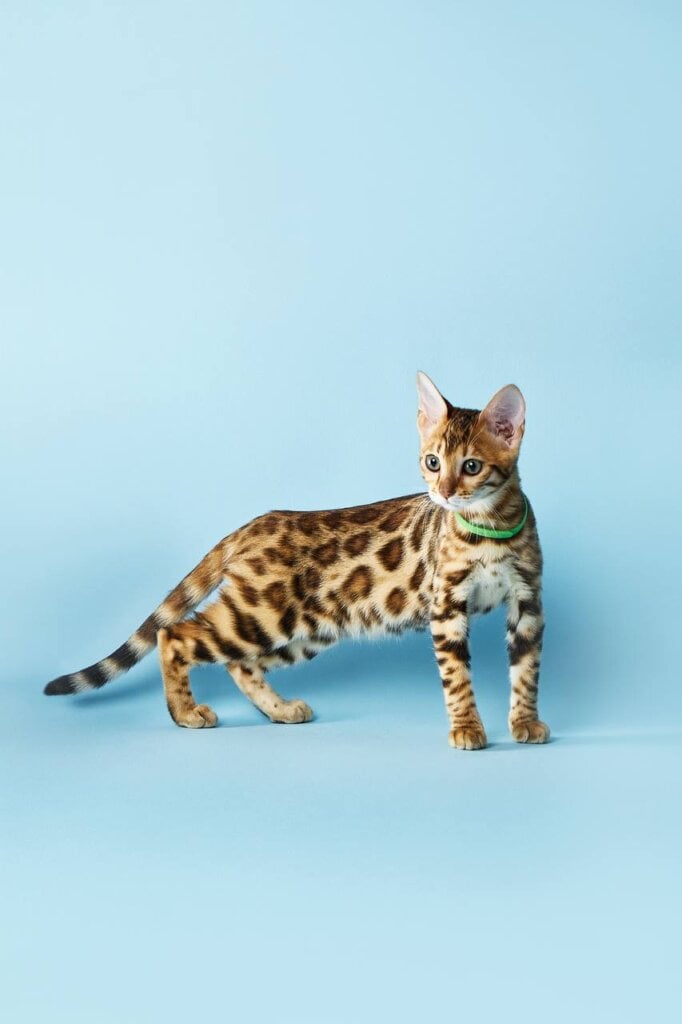 Ruma Bengal Female (Available) $2800