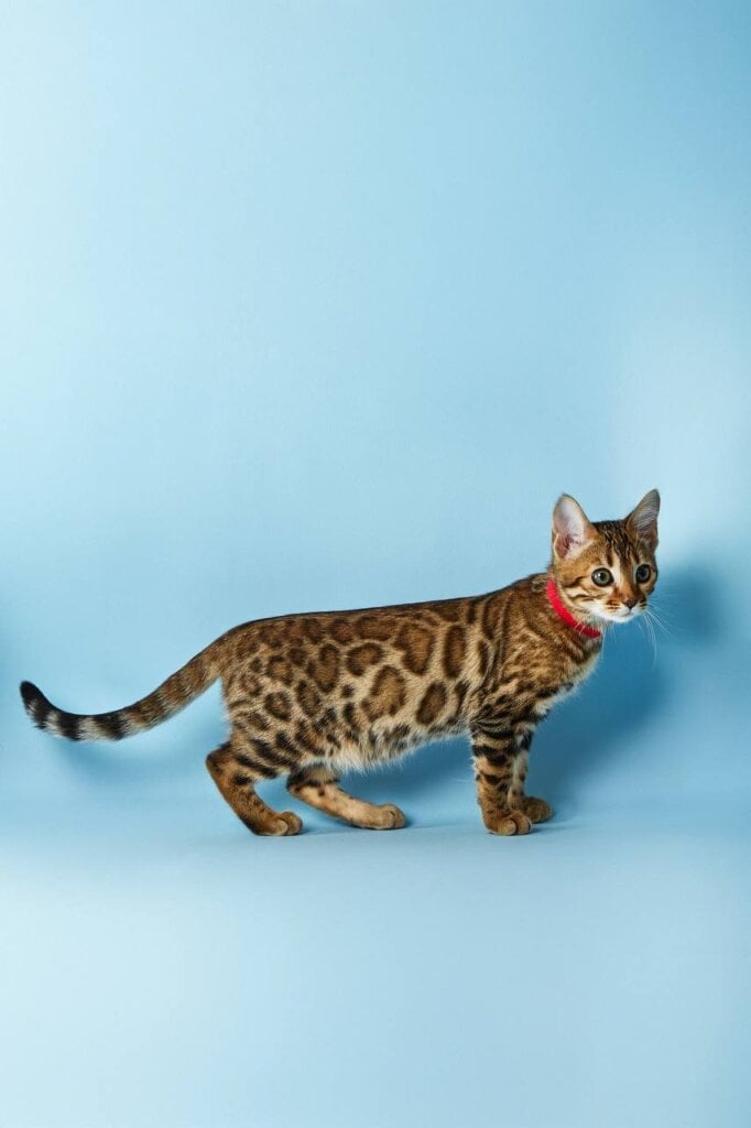 Rachel Bengal Female (Available) $2800