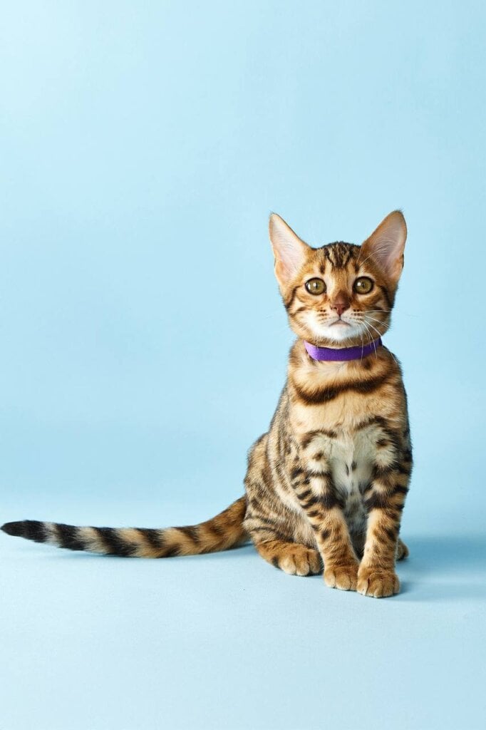 Runa  Bengal Female (Available) $2800