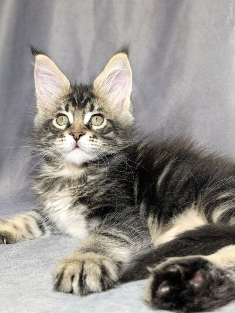 Quentin Maine Coon  Male (Available) $3100