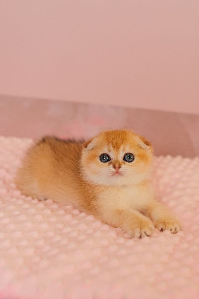 Wednesday Scottish Fold Female (Available) 00 - photo 1