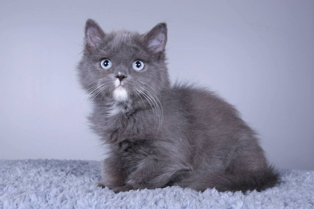 Luna British Longhair  Female (Available) 50 - photo 1