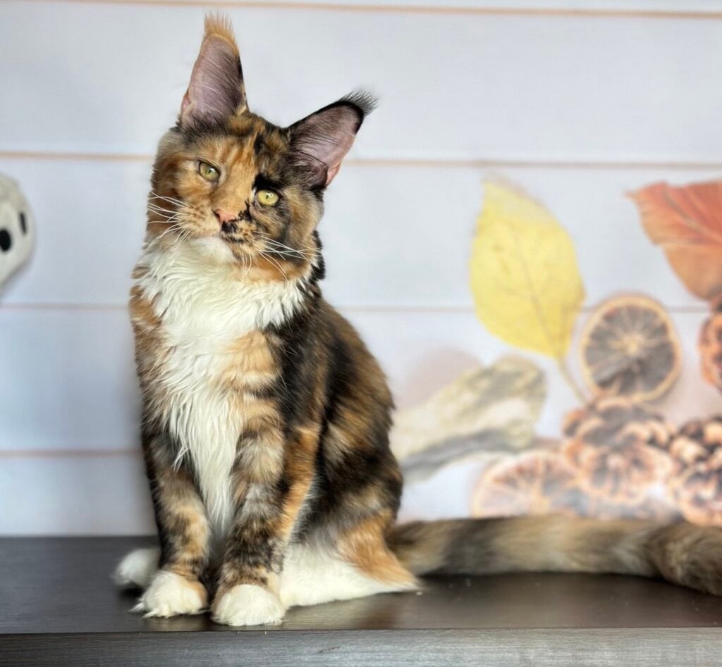 Hloya Maine Coon  Female (Available) 00 - photo 1