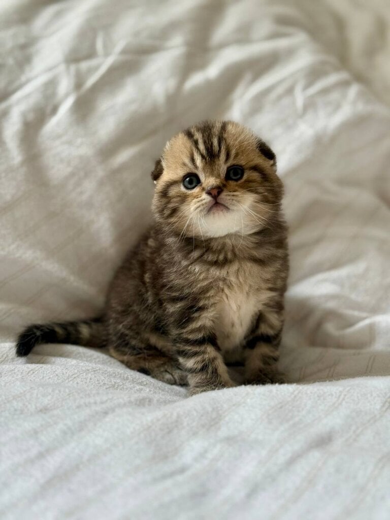 Rodos Scottish Fold  Male (Available) 00 - photo 1