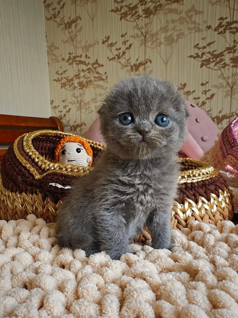 Unik Scottish Fold Male (Available) 00 - photo 1