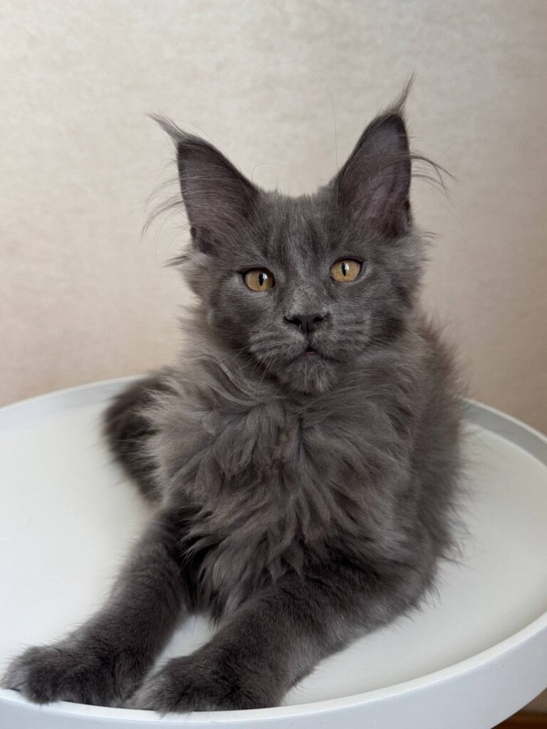 Nathan Maine Coon  Male (Available) $3000