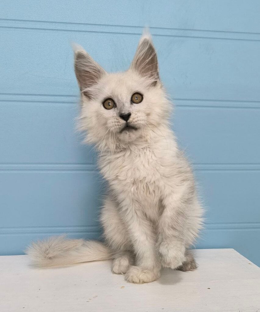 Jazz Maine Coon  Male (Available) $3850
