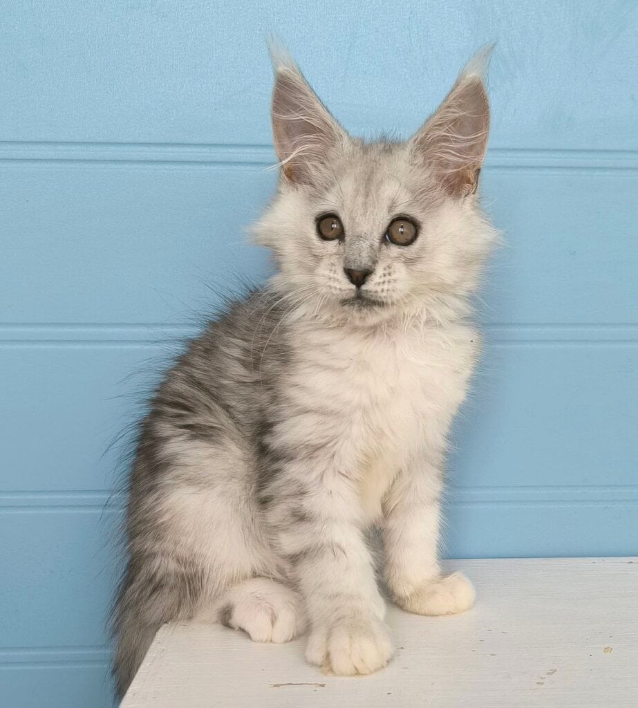 Jupiter Maine Coon  Male (Available) $3550