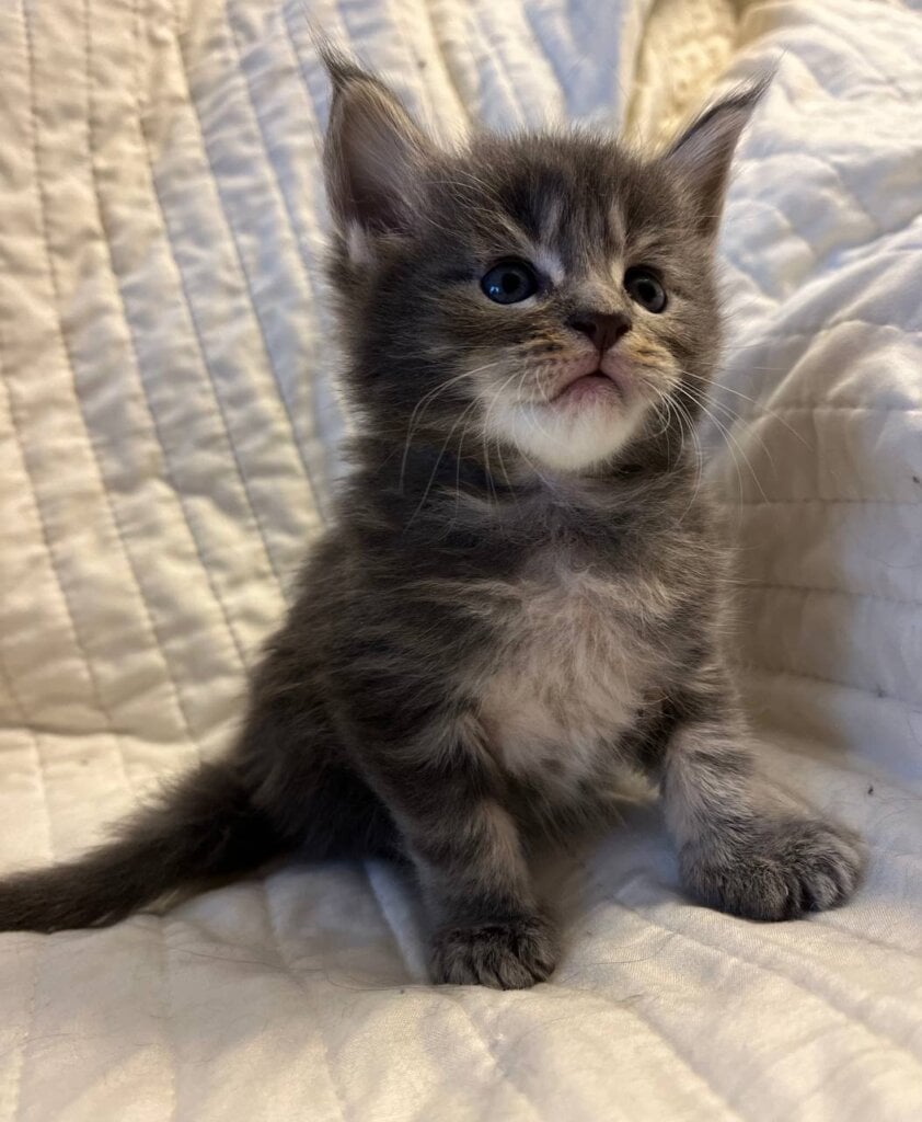 Hank Maine Coon  Male (Available) 00 - photo 1