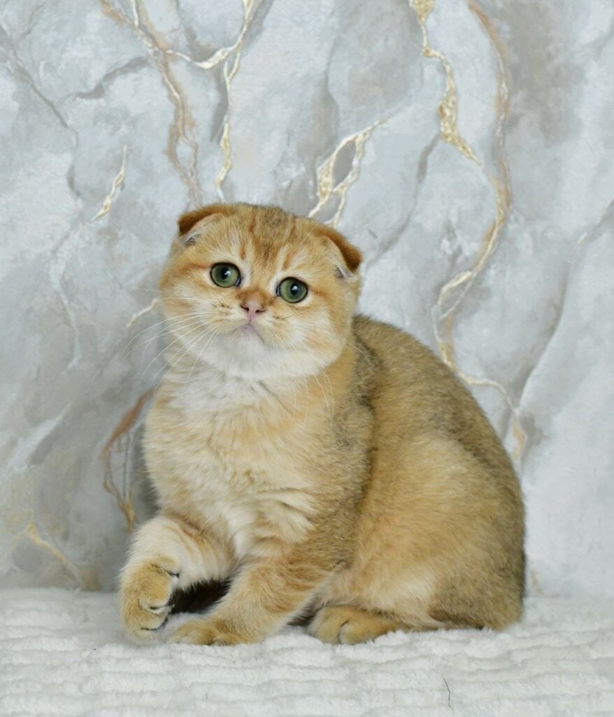 Zak Scottish Fold Male (Available) $2700
