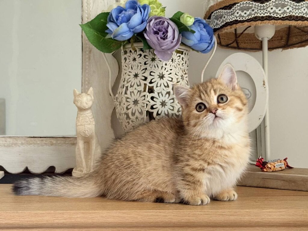 Misha Munchkin Male (Available) $3900