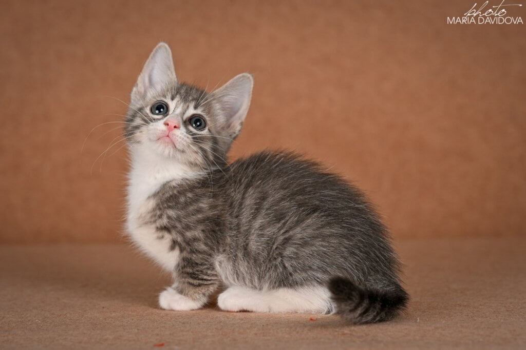 Grechka Munchkin Female (Available) $3700