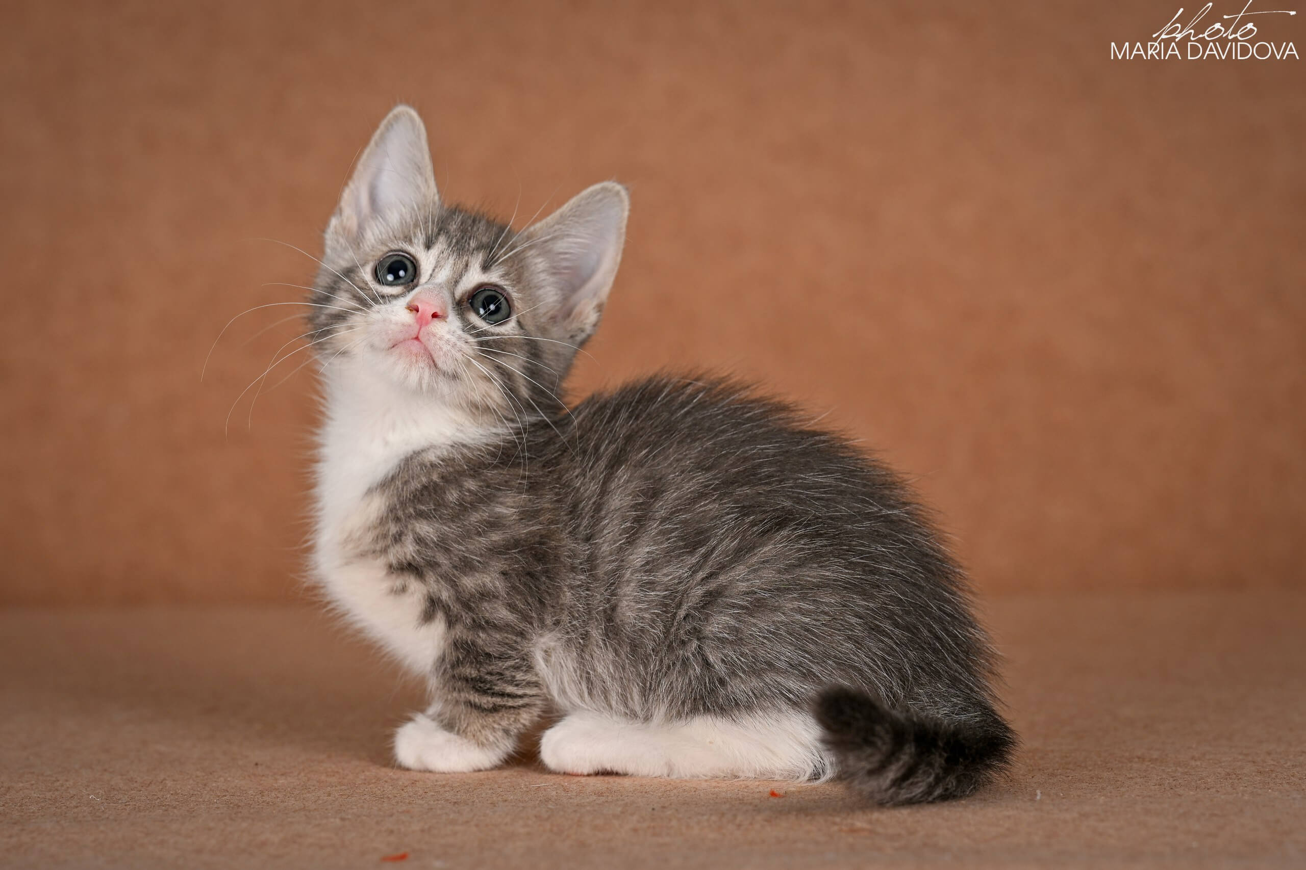 Grechka Munchkin Female (Available) $3700