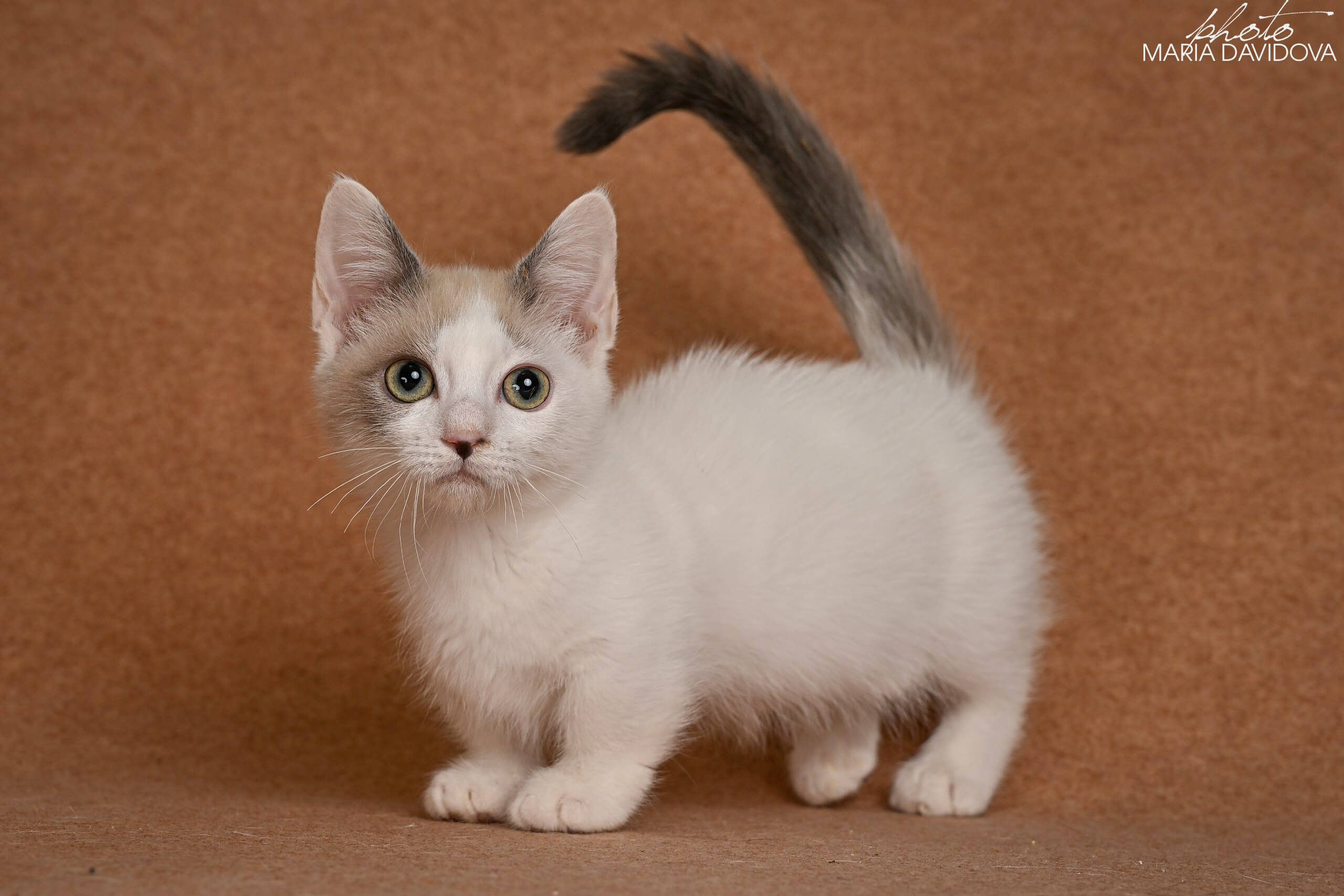 Cassani Munchkin Male (Available) $3700