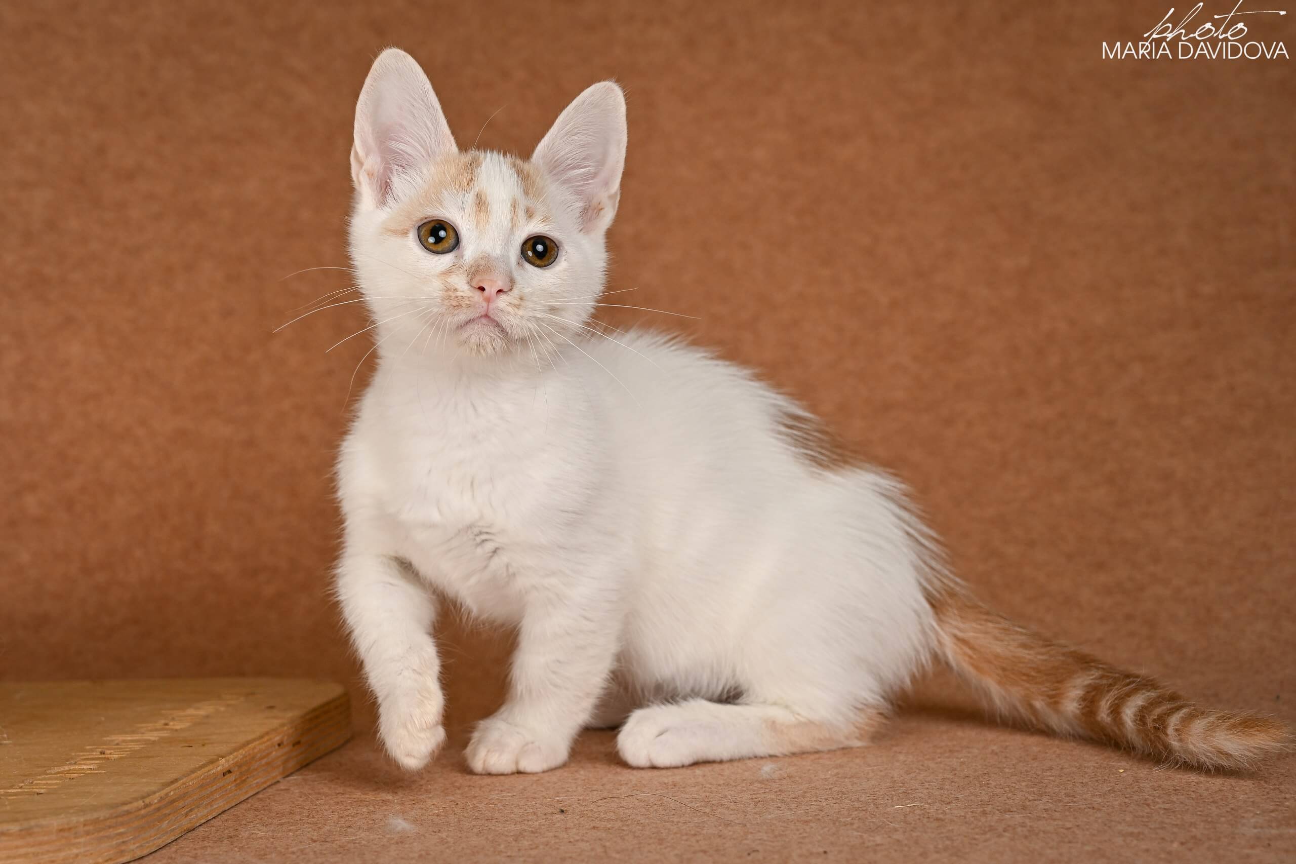 Diesel Munchkin Male (Available) $3500