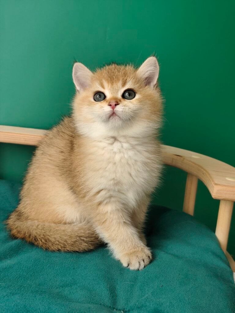 Colin British Shorthair  Male (Available) $2900
