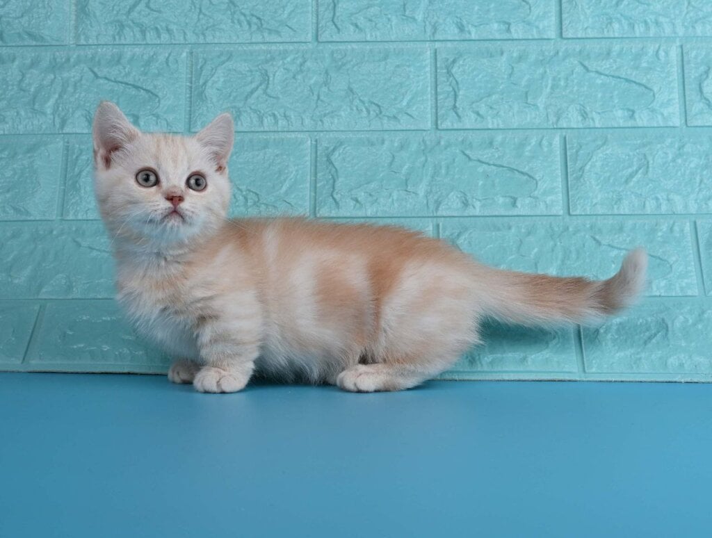 West Munchkin  Male (Available) $3200