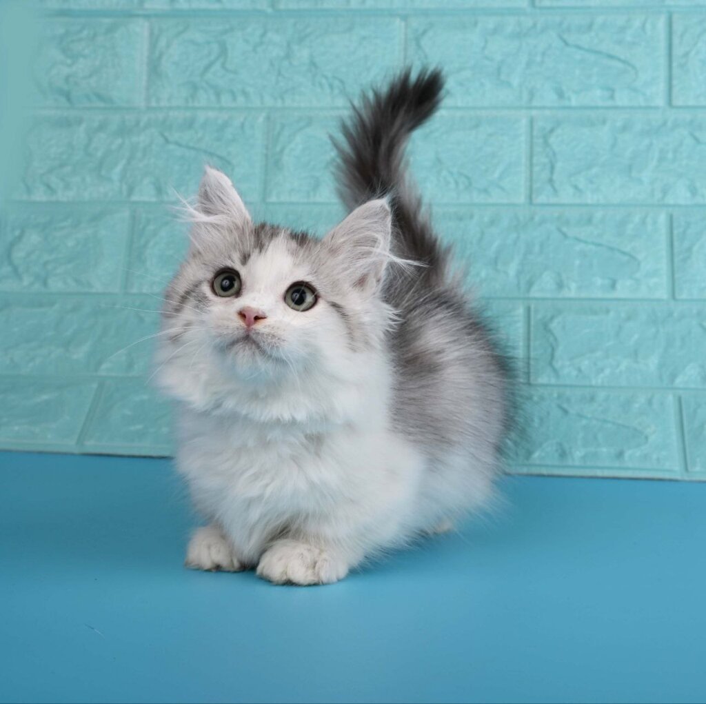 Valeris Munchkin  Male (Available) $3500