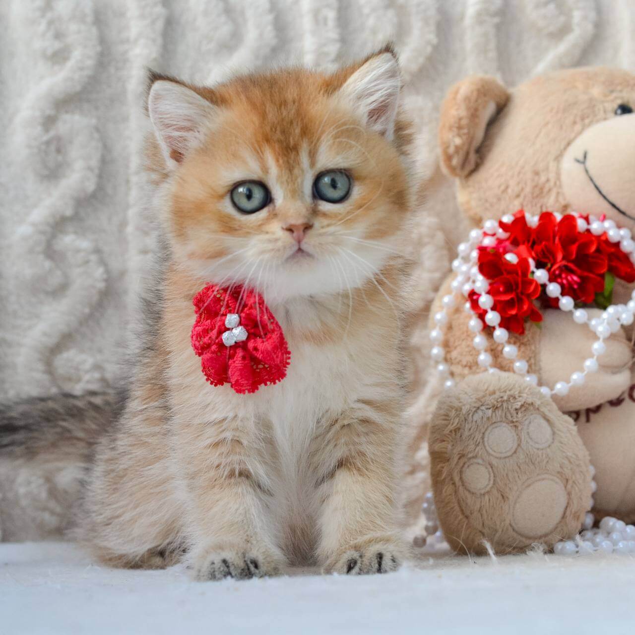 Karina  British Shorthair  Female (Available) $2650