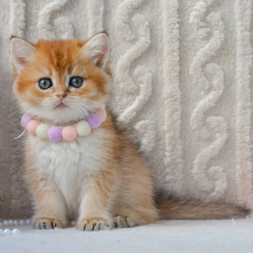 Kylie British Shorthair Female (Available) 50 - photo 1