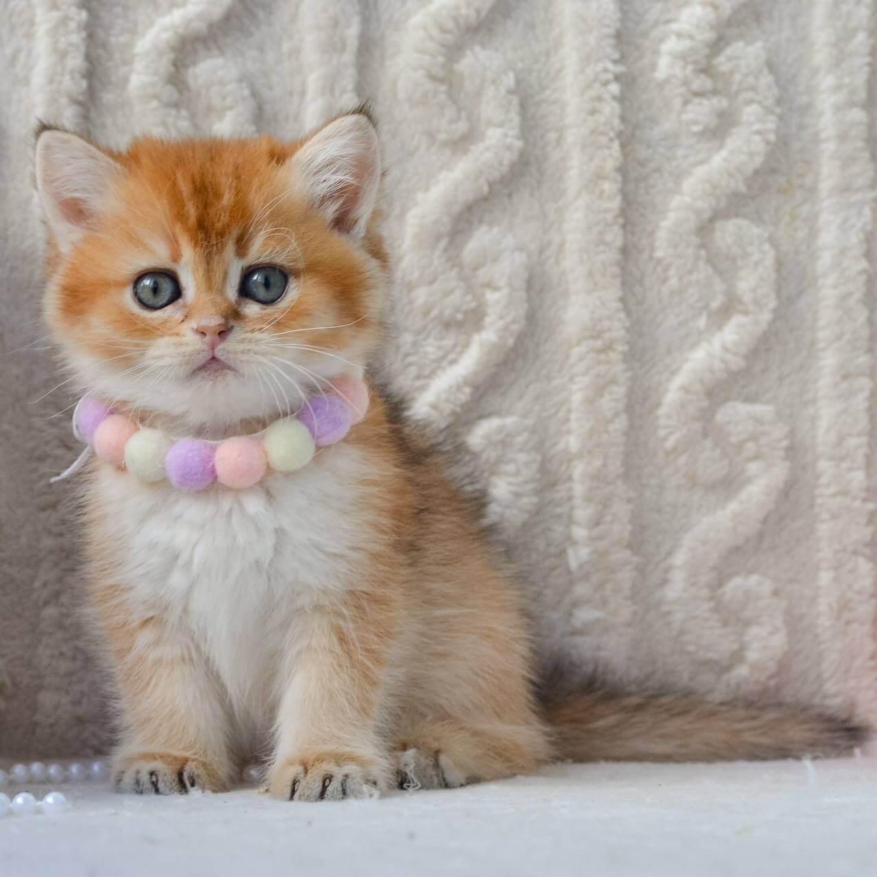 Kylie  British Shorthair  Female (Available) $2650