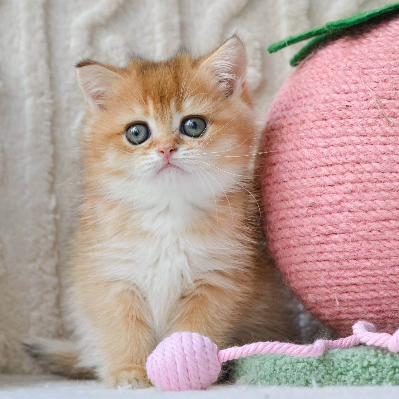 Kate  British Shorthair  Female (Available) $2700