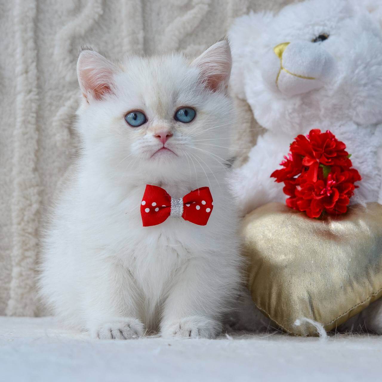 Kai British Shorthair  Male (Available) $2600