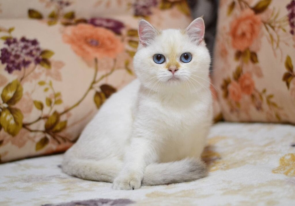 Venya British Shorthair  Male (Available) $2700