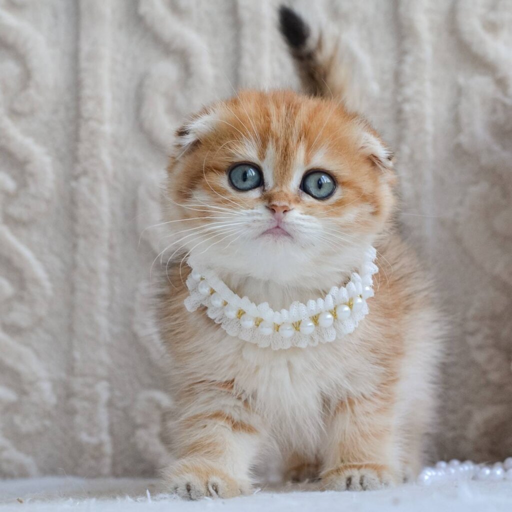 Iris Scottish Fold  Female (Available) $2750