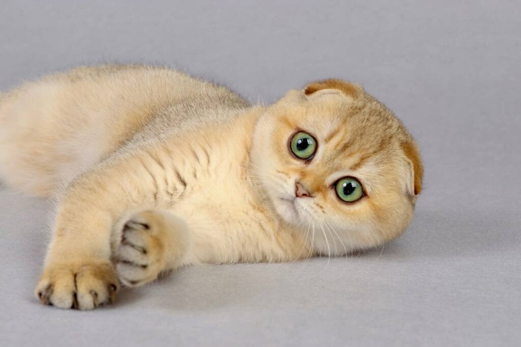 Yumi Scottish Fold  Female (Available) $2700