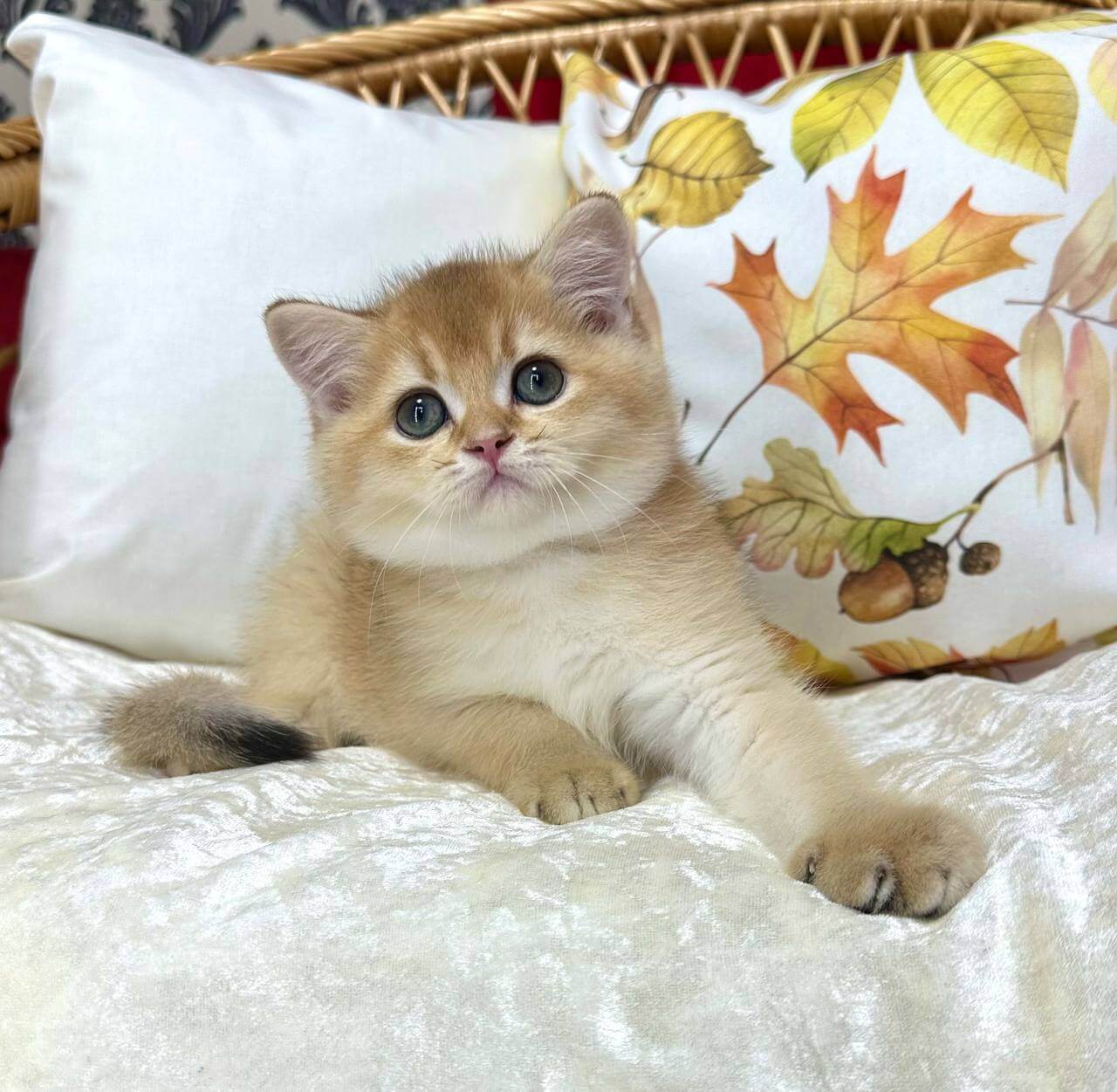 Billy  British Shorthair  Male (Available) $2600