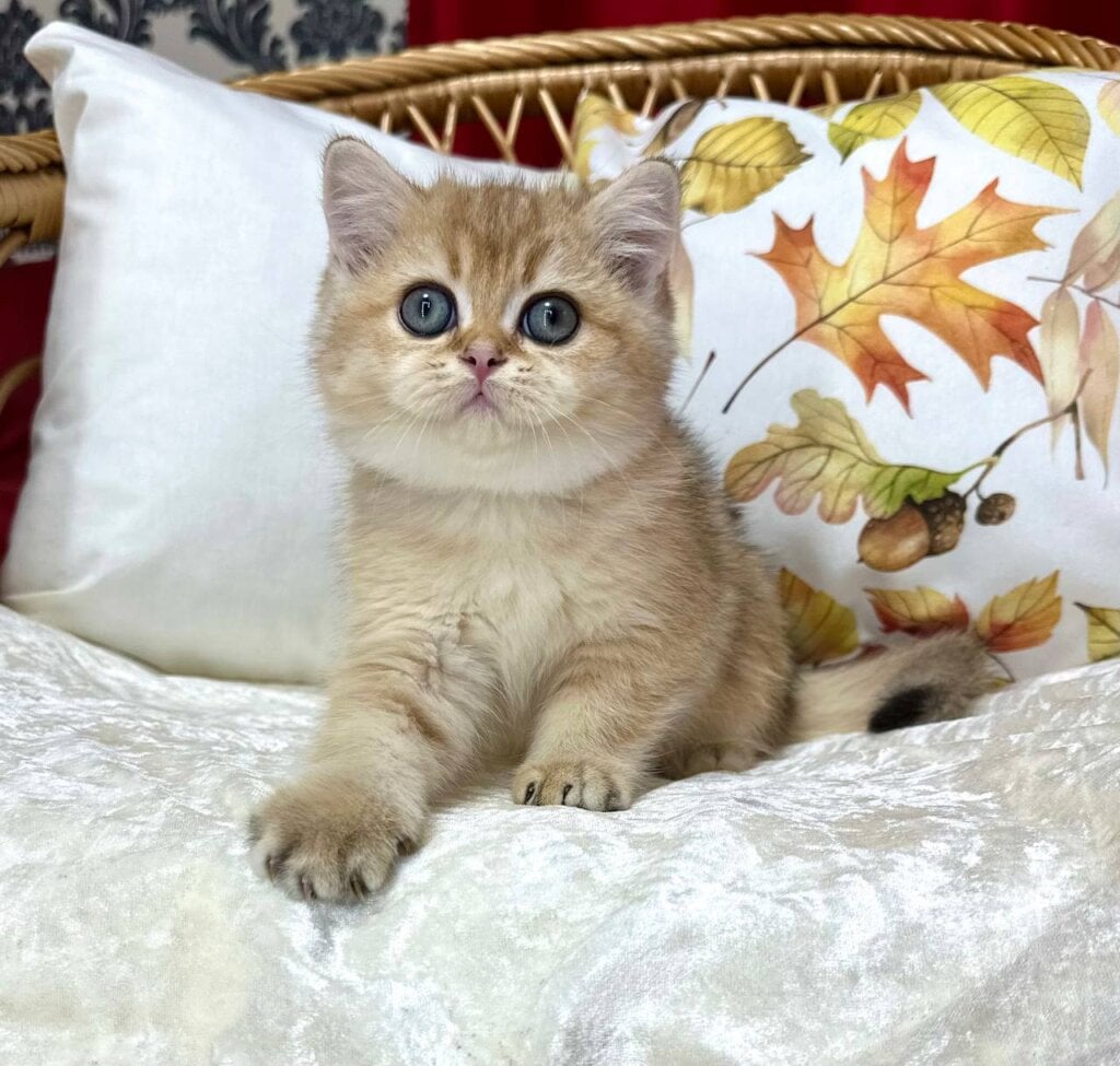 Bantik British Shorthair Male (Available) 50 - photo 1