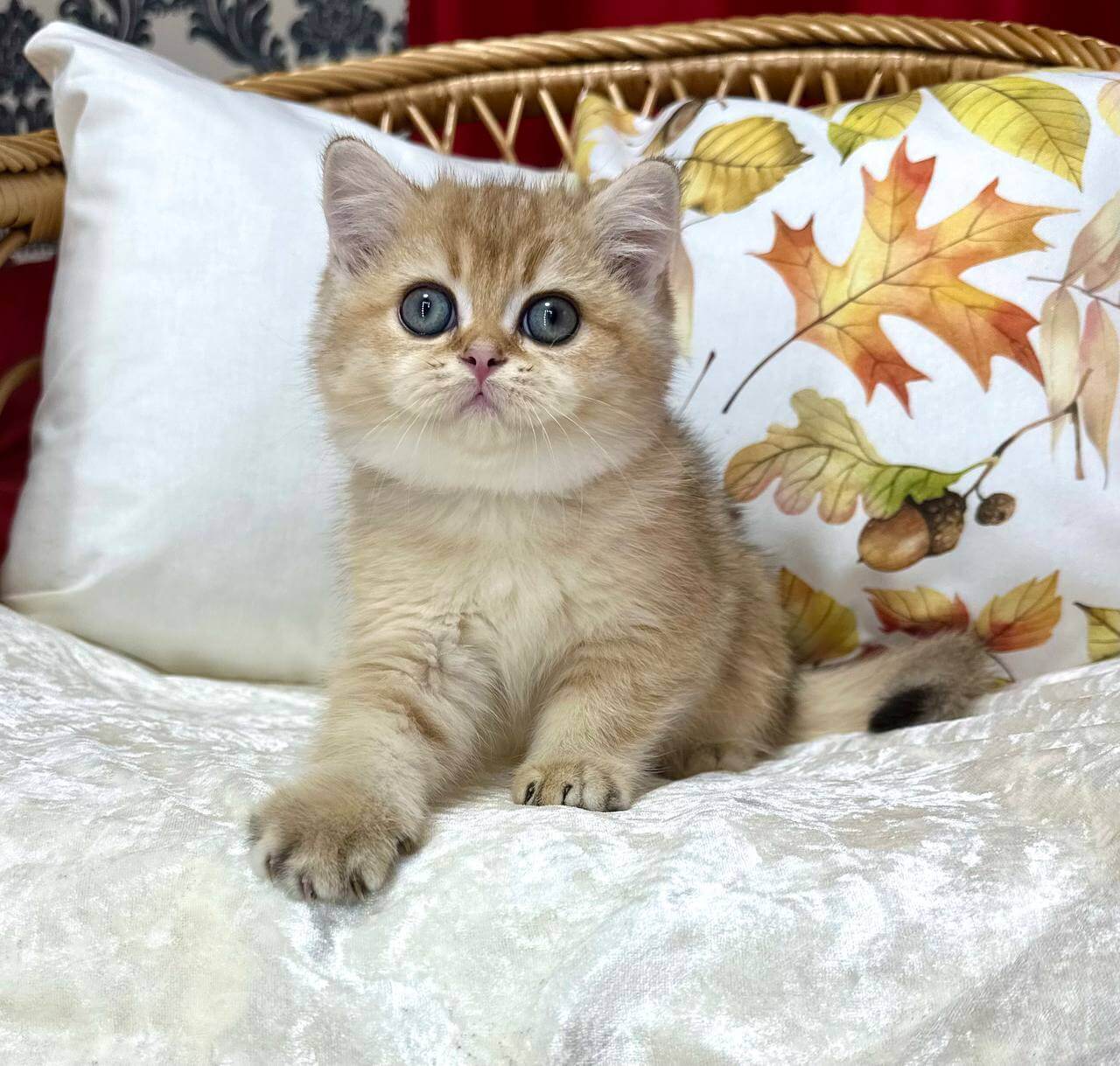 Bantik British Shorthair  Male (Available) $2650