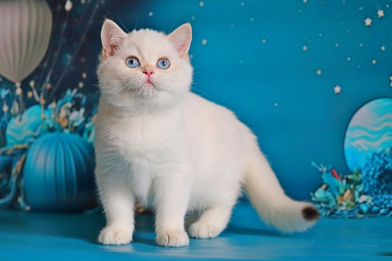 Qiana British Shorthair  Female (Available) $3000
