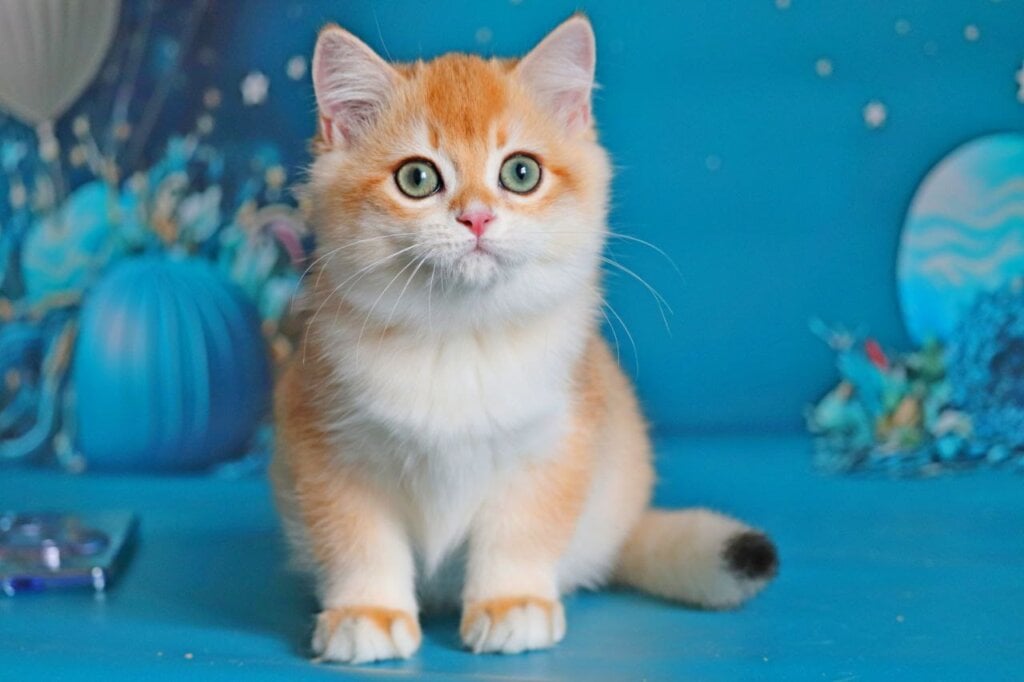 Quentin British Shorthair  Male (Available) $2850