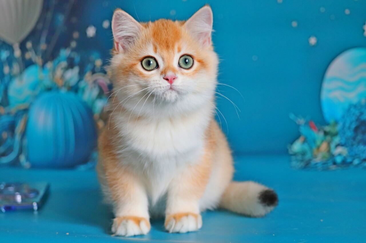 Quentin British Shorthair  Male (Available) $2850