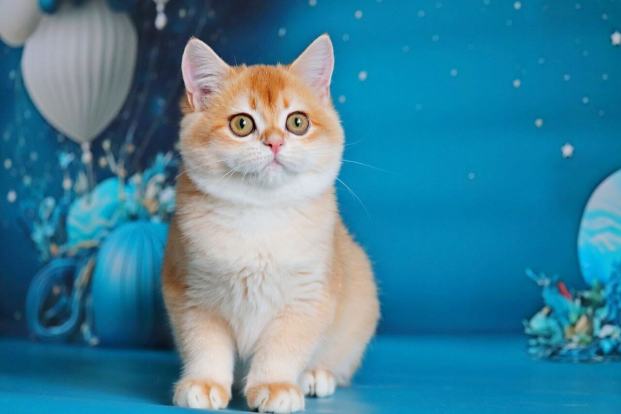 Paula British Shorthair Female (Available) $2700