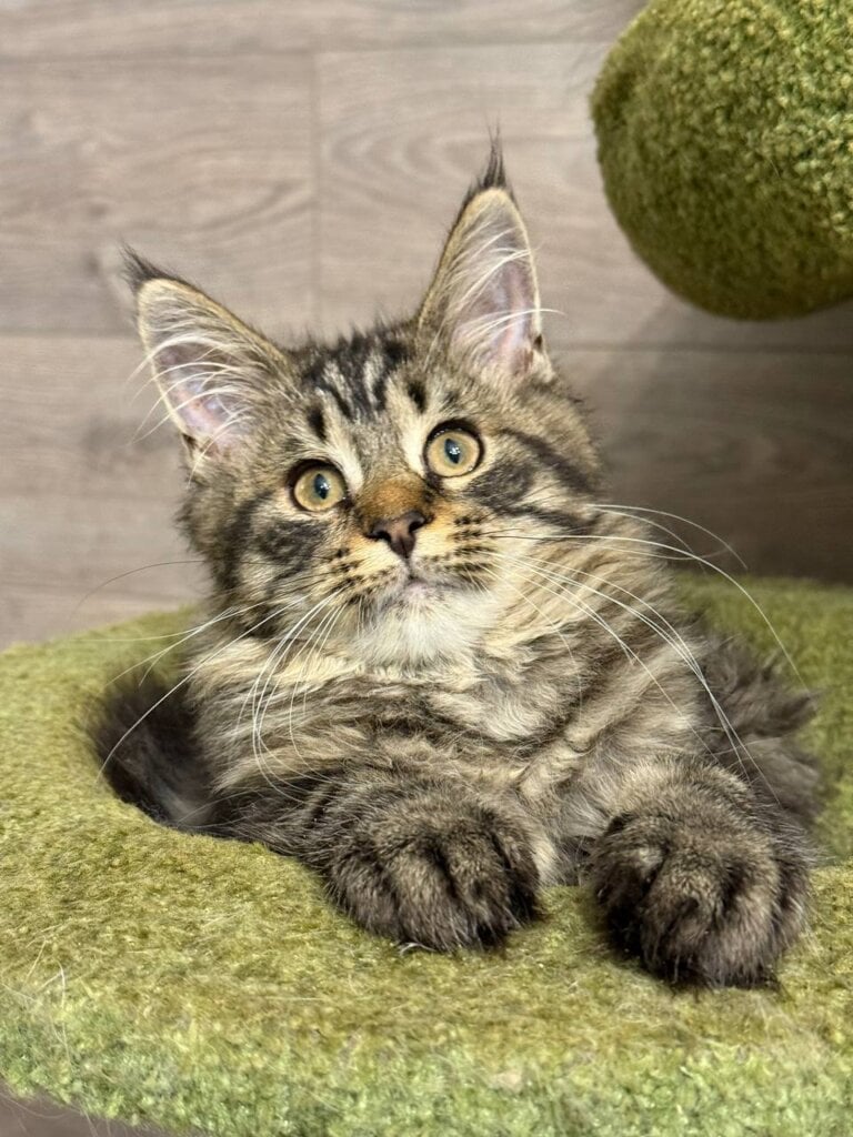Elnara Maine Coon  Female (Available) $2450