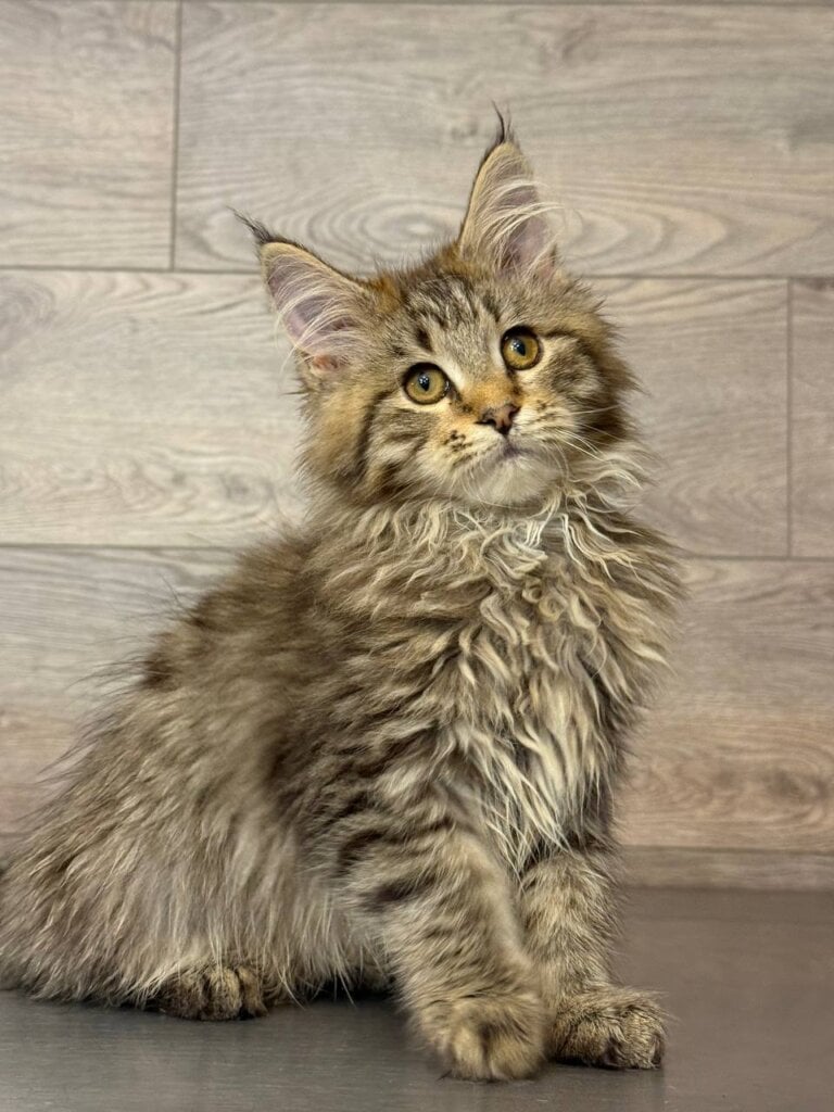 Emma Maine Coon  Female (Available) $2450